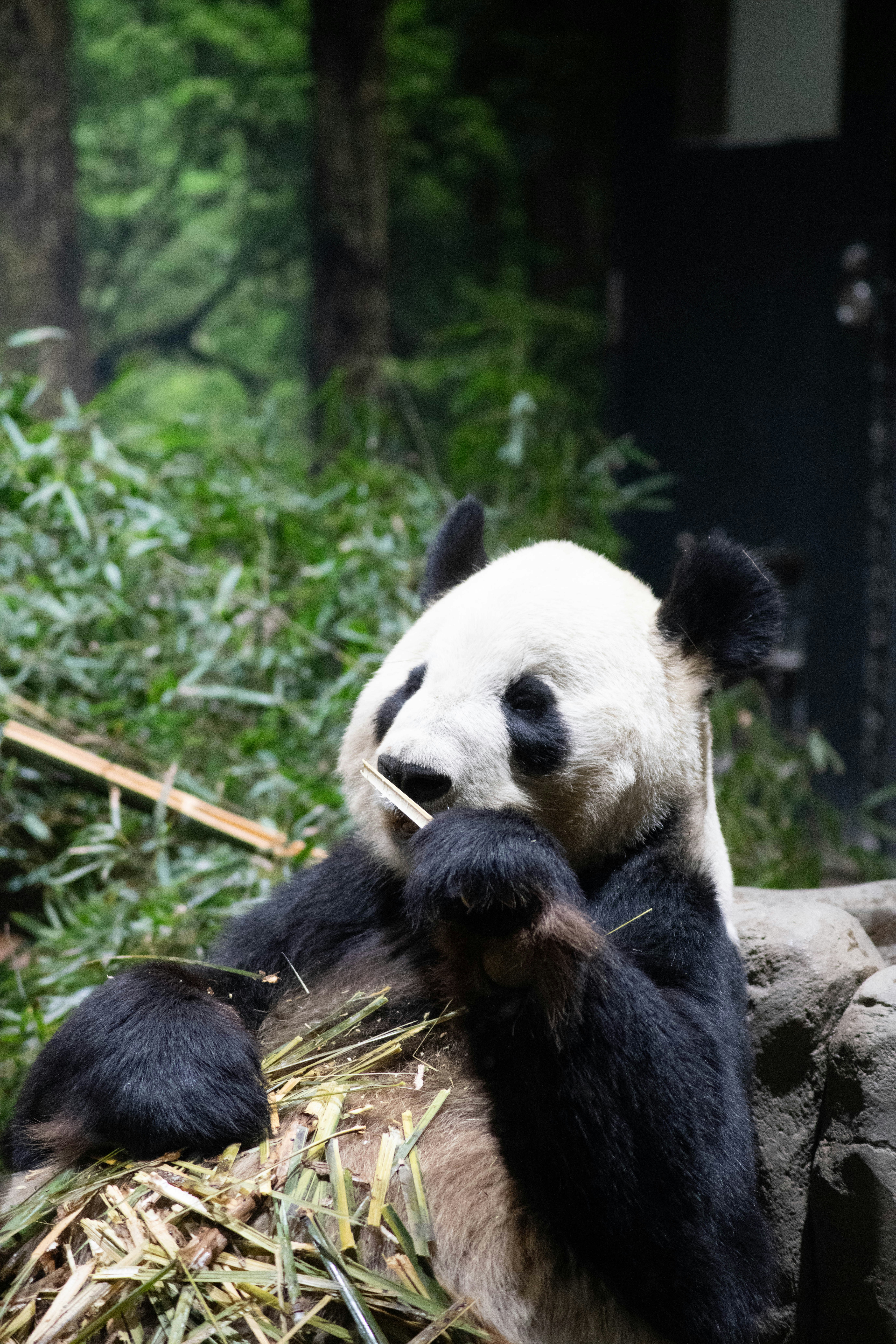 Chengdu panda reserve